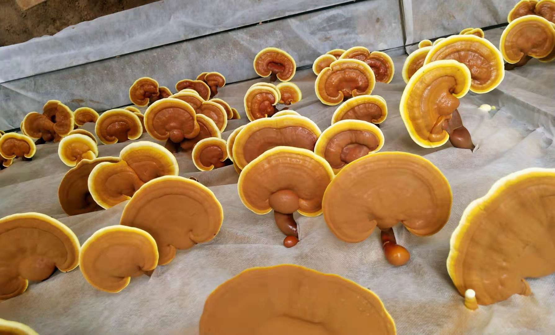 灵芝- 天津食用菌_鲜蘑菇批发_茶树菇种植_灵芝_天津市宏胜源食用菌