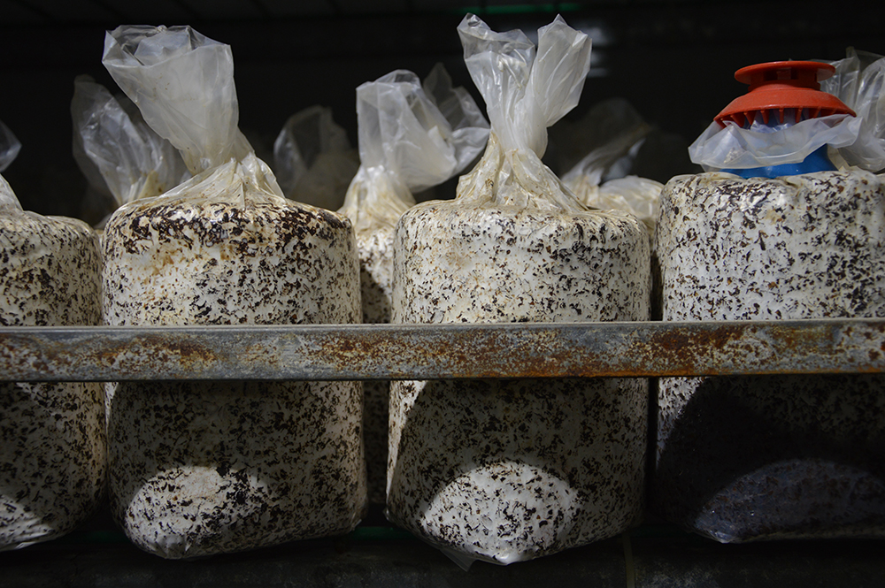 天津食用菌_鲜蘑菇批发_茶树菇种植_灵芝_天津市宏胜源食用菌科技