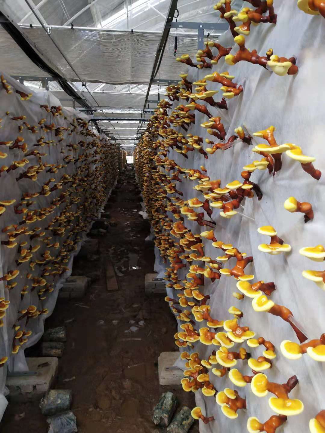 灵芝- 天津食用菌_鲜蘑菇批发_茶树菇种植_灵芝_天津市宏胜源食用菌